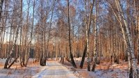 Березовая просека на родной стороне Милые березы в лирике о родном крае