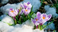 Стихи о весне Стихотворения про весну