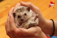 Мне говорят.. или пересуды Мне говорят.. или пересуды