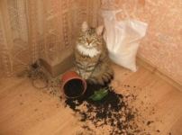 Их веселье, это шкода Их веселье, это шкода