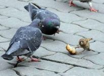 Что украсть, его забота Что украсть, его забота