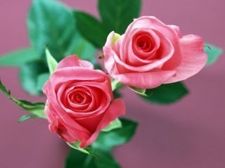 Две алые розы