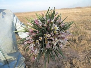 Подснежник Подснежник