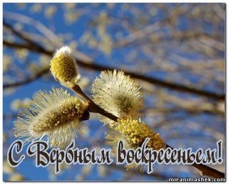 Вербы ветка Вербы ветка