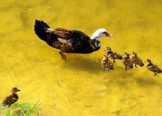 Утята на воде Утята на воде