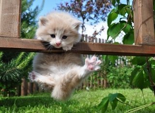 Котёнок из парка Котёнок из парка