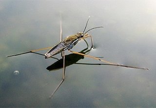 Клопик водомерка Клопик водомерка