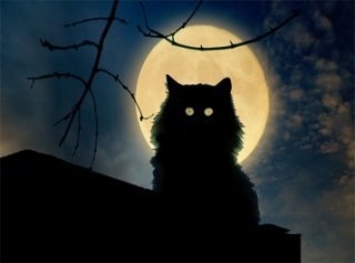 Кот Кот