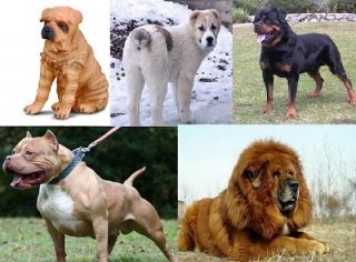 Бойцовские породы собак Бойцовские породы собак