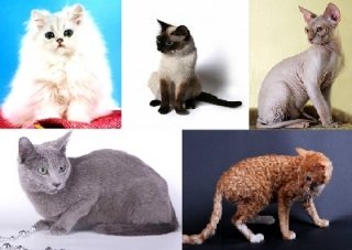 Породы домашних кошек Породы домашних кошек