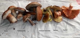 Осень, пора за грибами