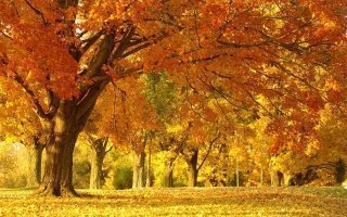 Осень золотая Осень золотая