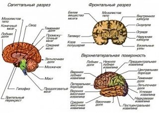 Мозговая семья Мозговая семья