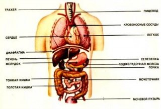 Внутренние органы