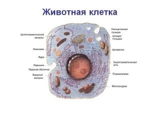 Клетка Клетка