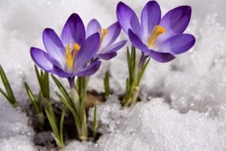 Мелодия природы Мелодия природы