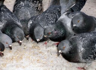 Голуби сизари Голуби сизари