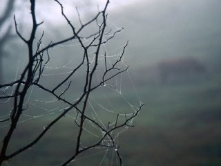 Серая печаль Серая печаль