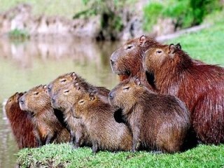 Капибара Капибара