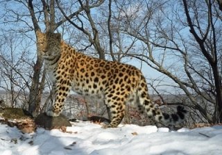 Дальневосточный леопард Дальневосточный леопард